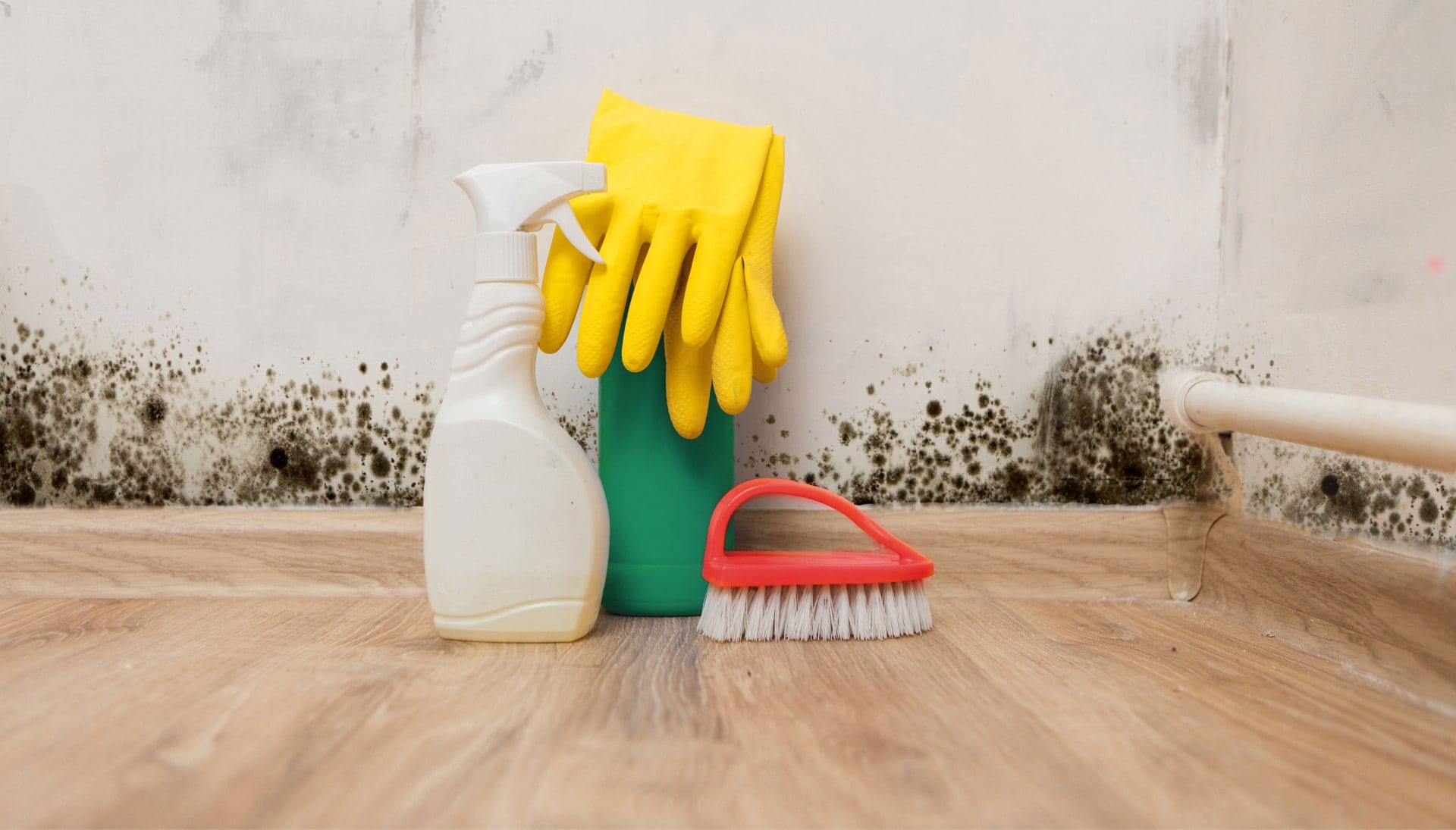 Know About Mold Removal In Albuquerque