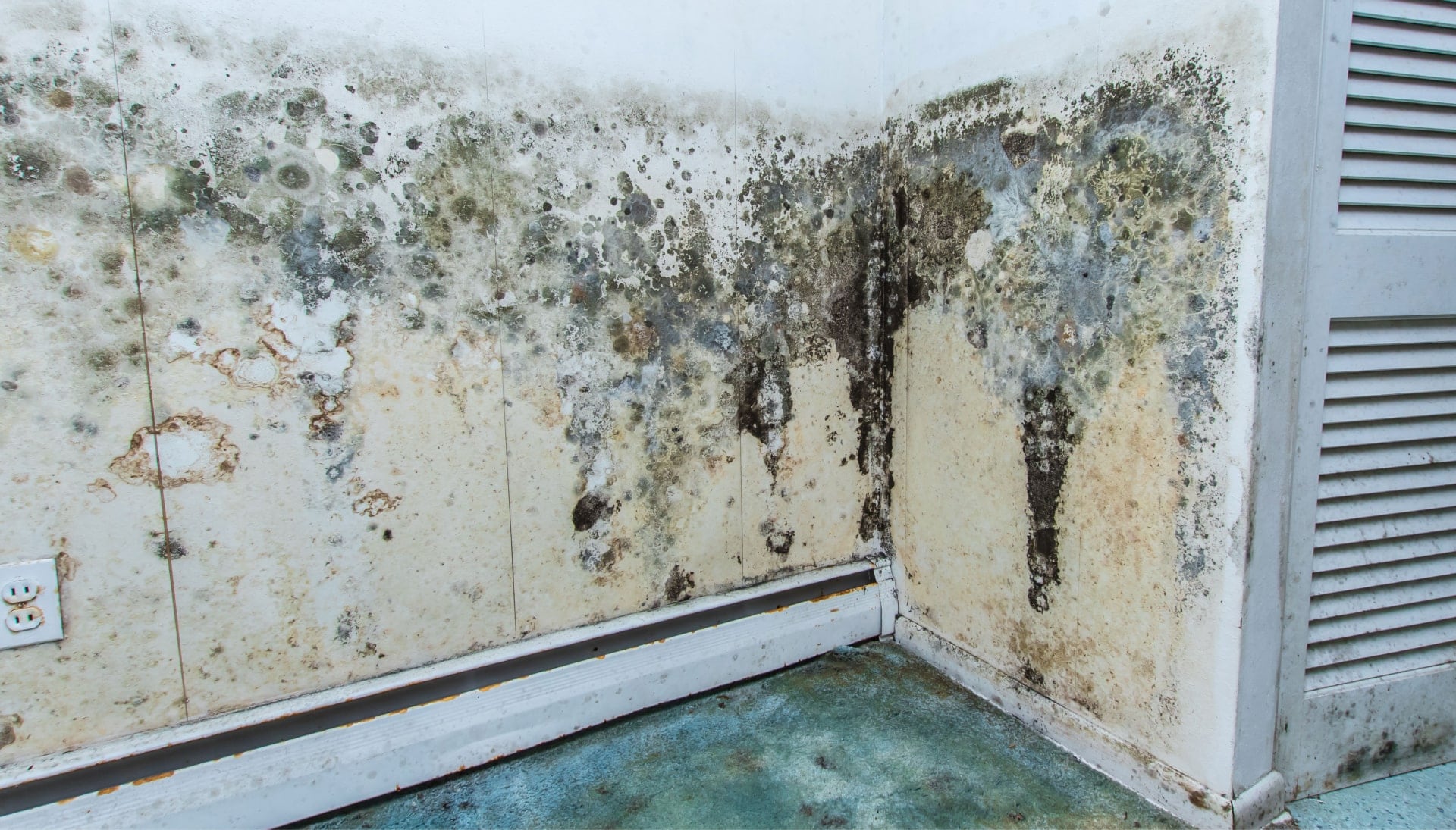Mold Damage Odor Control Services in Albuquerque